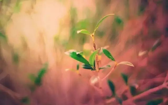 積極的語(yǔ)言能把你帶向美好的人生<div   id=