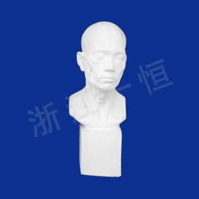 美術(shù)教材系列解剖頭像