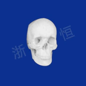 美術(shù)教材系列女頭骨