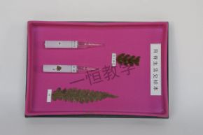 標本狗脊生物史標本