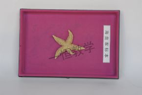 標本海盤車標本