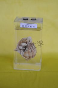 標本寄居蟹標本