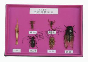 標(biāo)本節(jié)肢動(dòng)物標(biāo)本