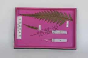 標本蕨類生活史標本