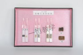 標本蜜蜂生活史標本