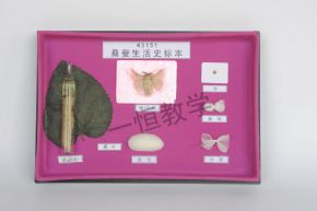 標(biāo)本桑蠶生活史標(biāo)本