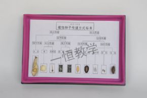 標(biāo)本植物種子傳播方式標(biāo)本