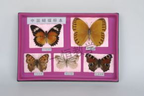標(biāo)本中國蝴蝶標(biāo)本