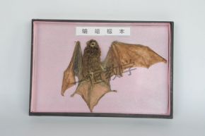 標本蝙蝠標本
